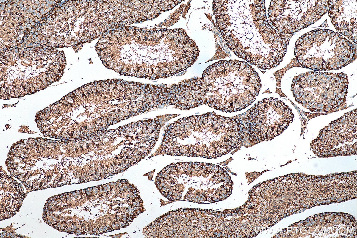 Immunohistochemistry (IHC) staining of mouse testis tissue using PACT Polyclonal antibody (10771-1-AP)