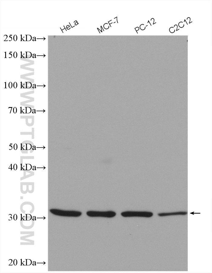 Western Blot (WB) analysis of various lysates using PACT Polyclonal antibody (10771-1-AP)