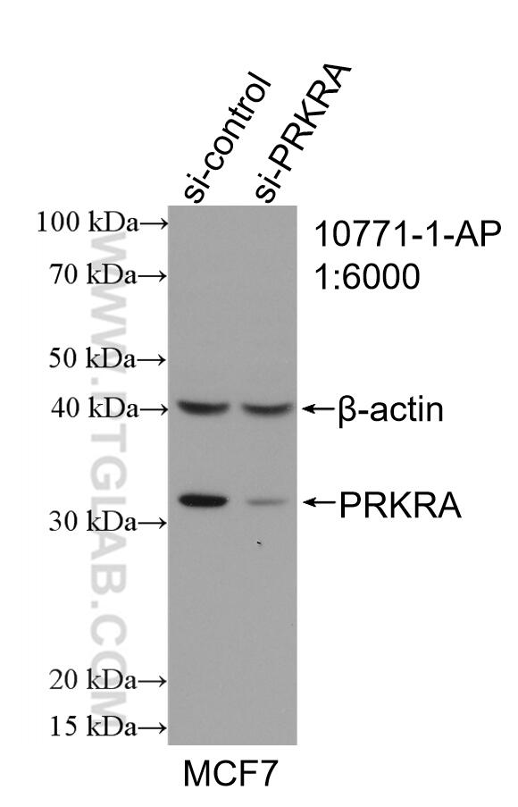 Western Blot (WB) analysis of MCF-7 cells using PACT Polyclonal antibody (10771-1-AP)