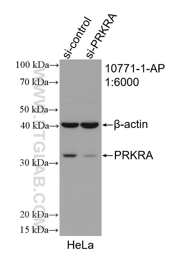 Western Blot (WB) analysis of HeLa cells using PACT Polyclonal antibody (10771-1-AP)