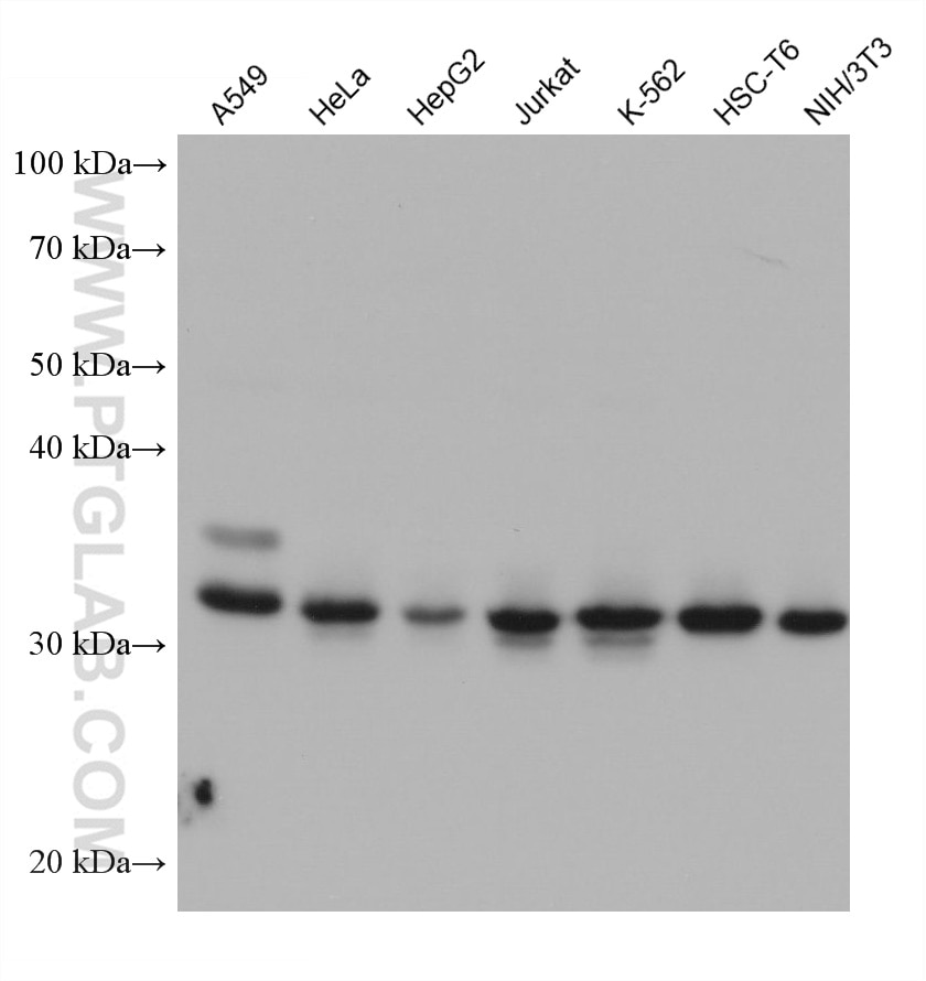 Western Blot (WB) analysis of various lysates using PRKRA Monoclonal antibody (68518-1-Ig)
