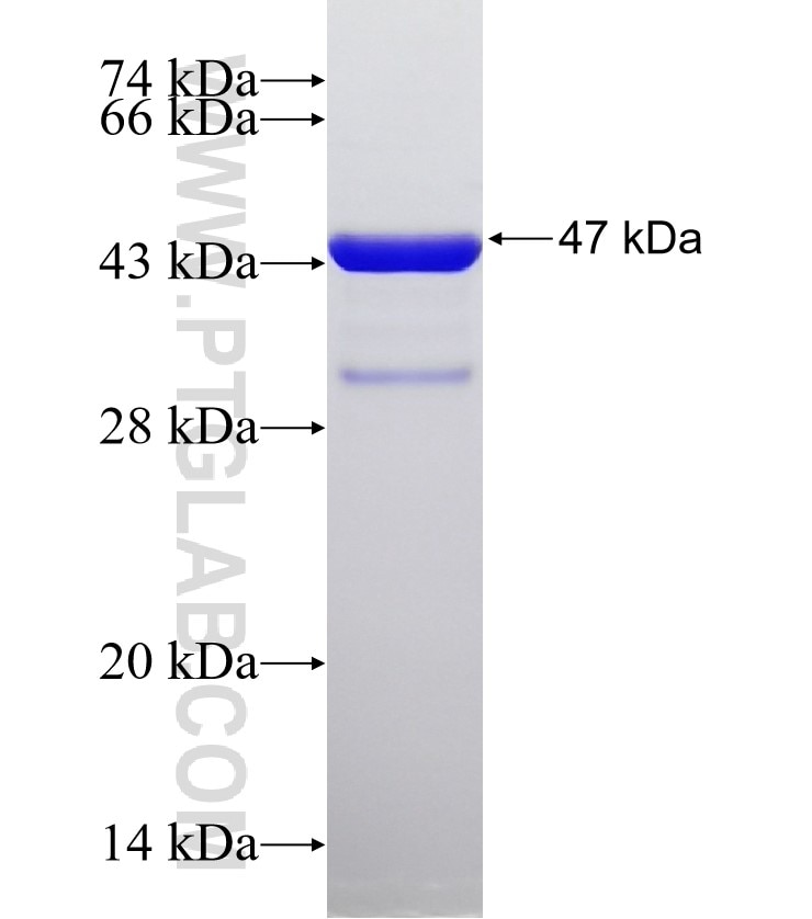 PRKRA fusion protein Ag29784 SDS-PAGE
