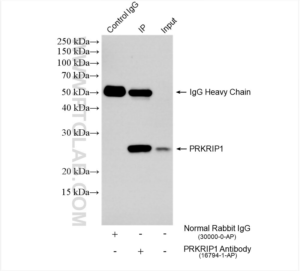 Immunoprecipitation (IP) experiment of NIH/3T3 cells using PRKRIP1 Polyclonal antibody (16794-1-AP)