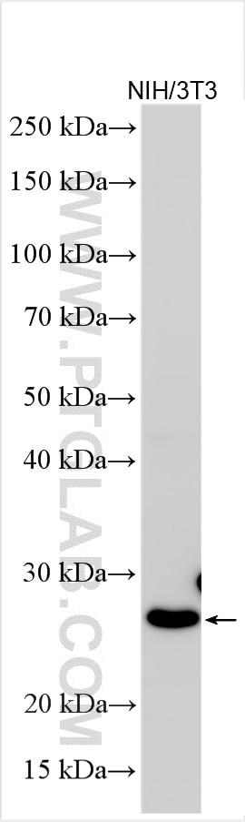 Western Blot (WB) analysis of various lysates using PRKRIP1 Polyclonal antibody (16794-1-AP)