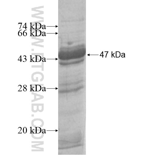 PRKRIP1 fusion protein Ag10266 SDS-PAGE