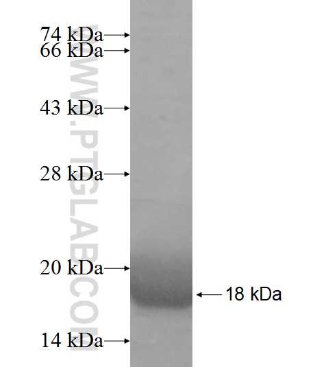 PRKRIP1 fusion protein Ag9514 SDS-PAGE