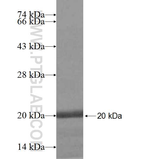 PRKRIR fusion protein Ag9592 SDS-PAGE
