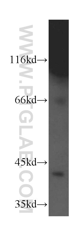 Western Blot (WB) analysis of mouse lung tissue using PRKX Polyclonal antibody (16651-1-AP)