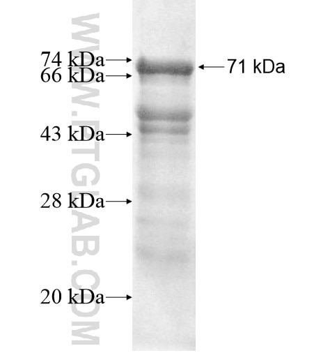 PRKX fusion protein Ag10083 SDS-PAGE