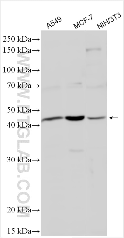 Western Blot (WB) analysis of various lysates using PRKX/PRKY Polyclonal antibody (17985-1-AP)