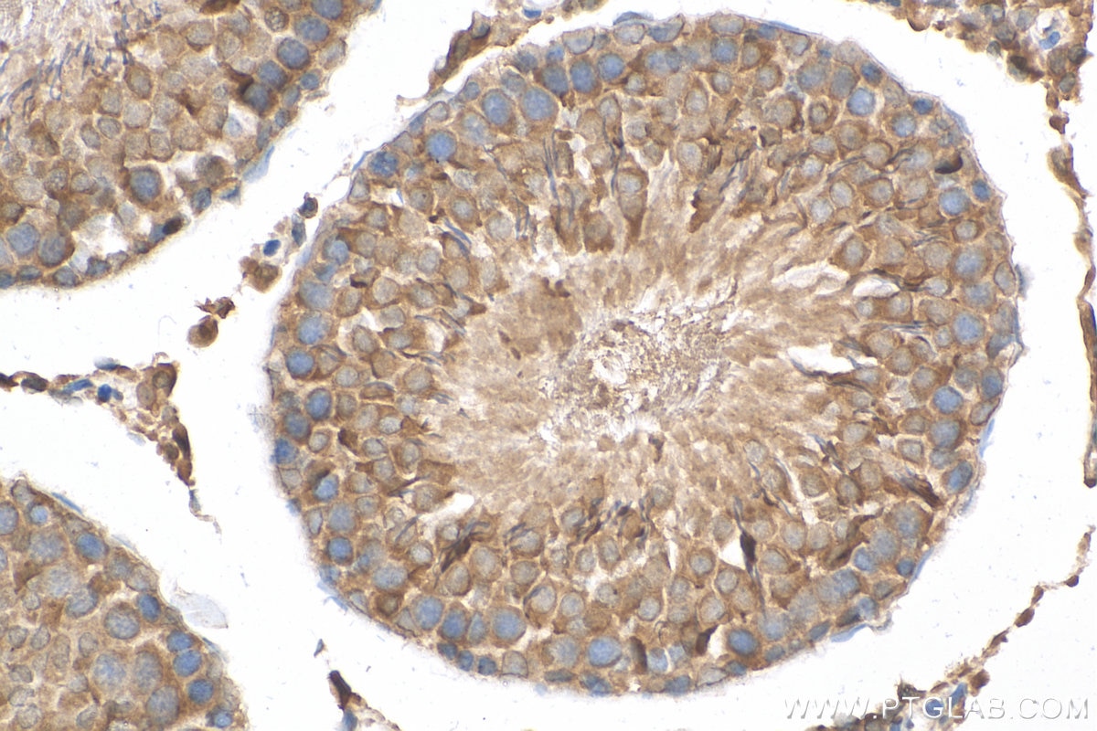 Immunohistochemistry (IHC) staining of rat testis tissue using Prolactin Polyclonal antibody (16525-1-AP)