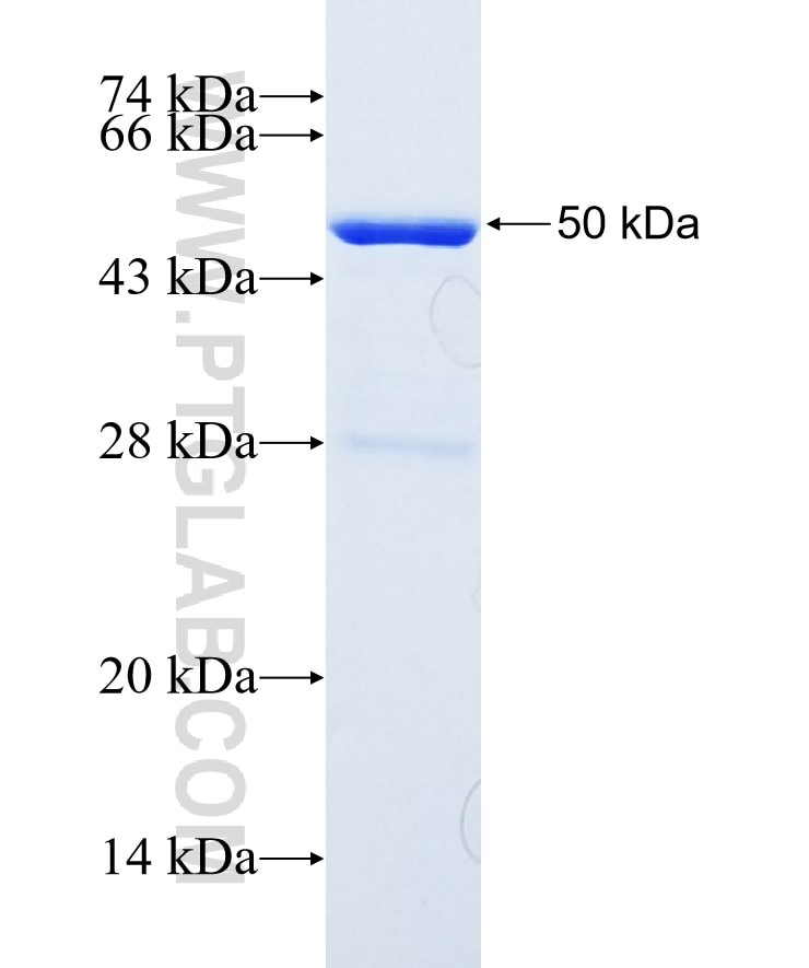 PRL fusion protein Ag9764 SDS-PAGE