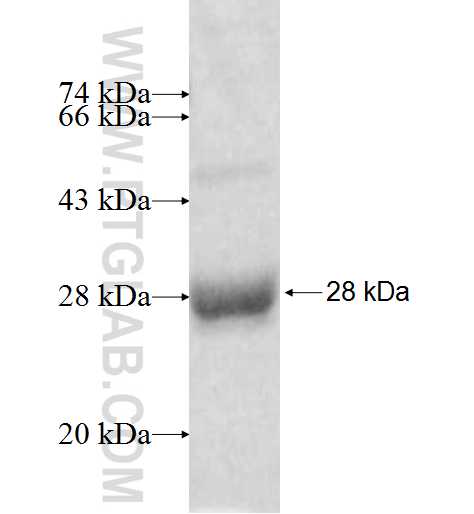 PRL fusion protein Ag9895 SDS-PAGE