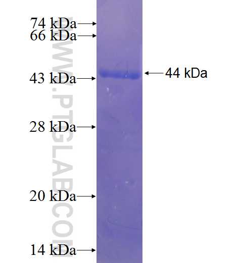 PRL3 fusion protein Ag7249 SDS-PAGE