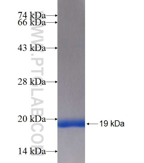 PRL3 fusion protein Ag7579 SDS-PAGE