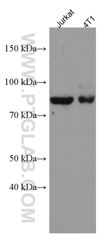 Western Blot (WB) analysis of various lysates using PRLR Monoclonal antibody (67292-1-Ig)