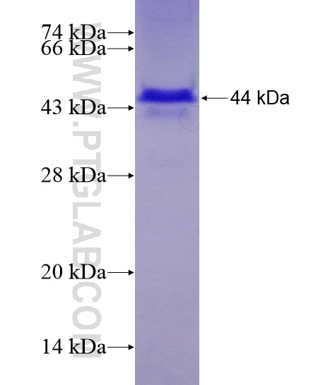 PRLR fusion protein Ag28778 SDS-PAGE