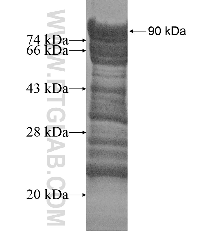 PRLR fusion protein Ag14191 SDS-PAGE