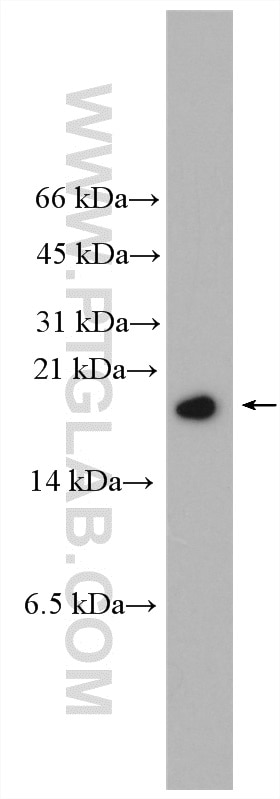 Western Blot (WB) analysis of mouse testis tissue using PRM1 Polyclonal antibody (15697-1-AP)