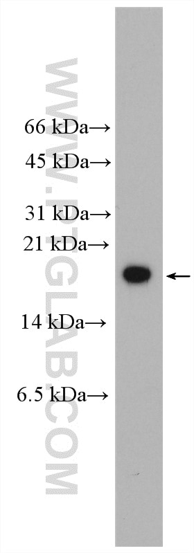 Western Blot (WB) analysis of rat testis tissue using PRM1 Polyclonal antibody (15697-1-AP)