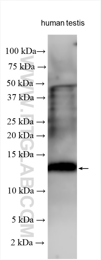 Western Blot (WB) analysis of various lysates using PRM1 Polyclonal antibody (15697-1-AP)