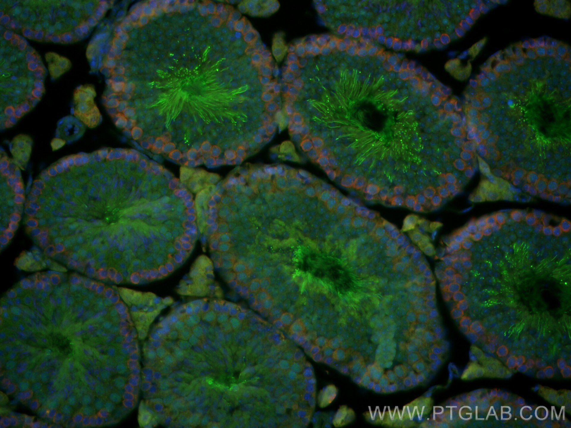 Immunofluorescence (IF) / fluorescent staining of mouse testis tissue using CoraLite® Plus 488-conjugated PRM1 Polyclonal anti (CL488-15697)