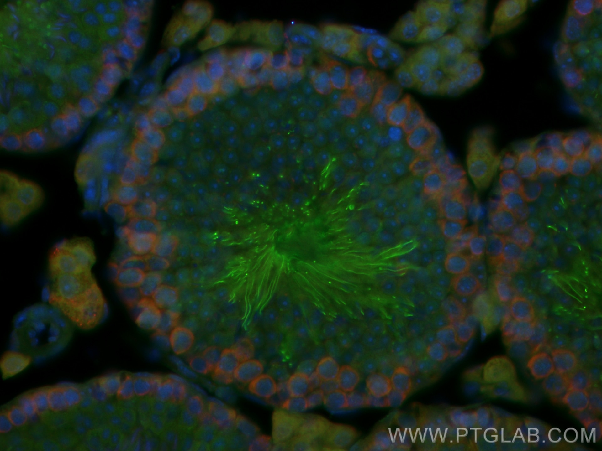 Immunofluorescence (IF) / fluorescent staining of mouse testis tissue using CoraLite® Plus 488-conjugated PRM1 Polyclonal anti (CL488-15697)