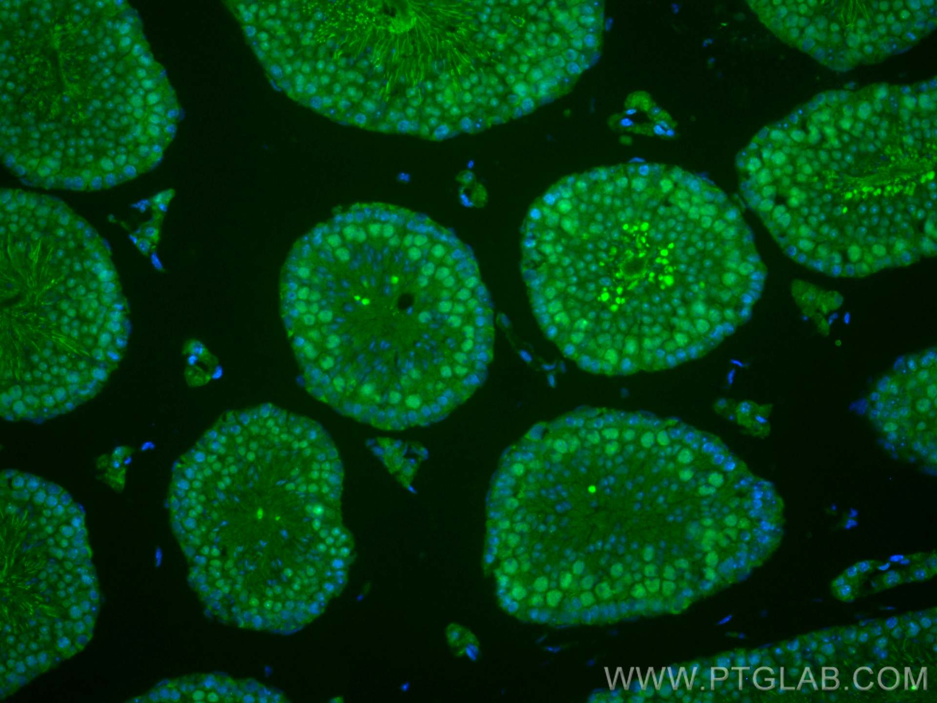 Immunofluorescence (IF) / fluorescent staining of mouse testis tissue using CoraLite® Plus 488-conjugated PRM1 Polyclonal anti (CL488-15697)