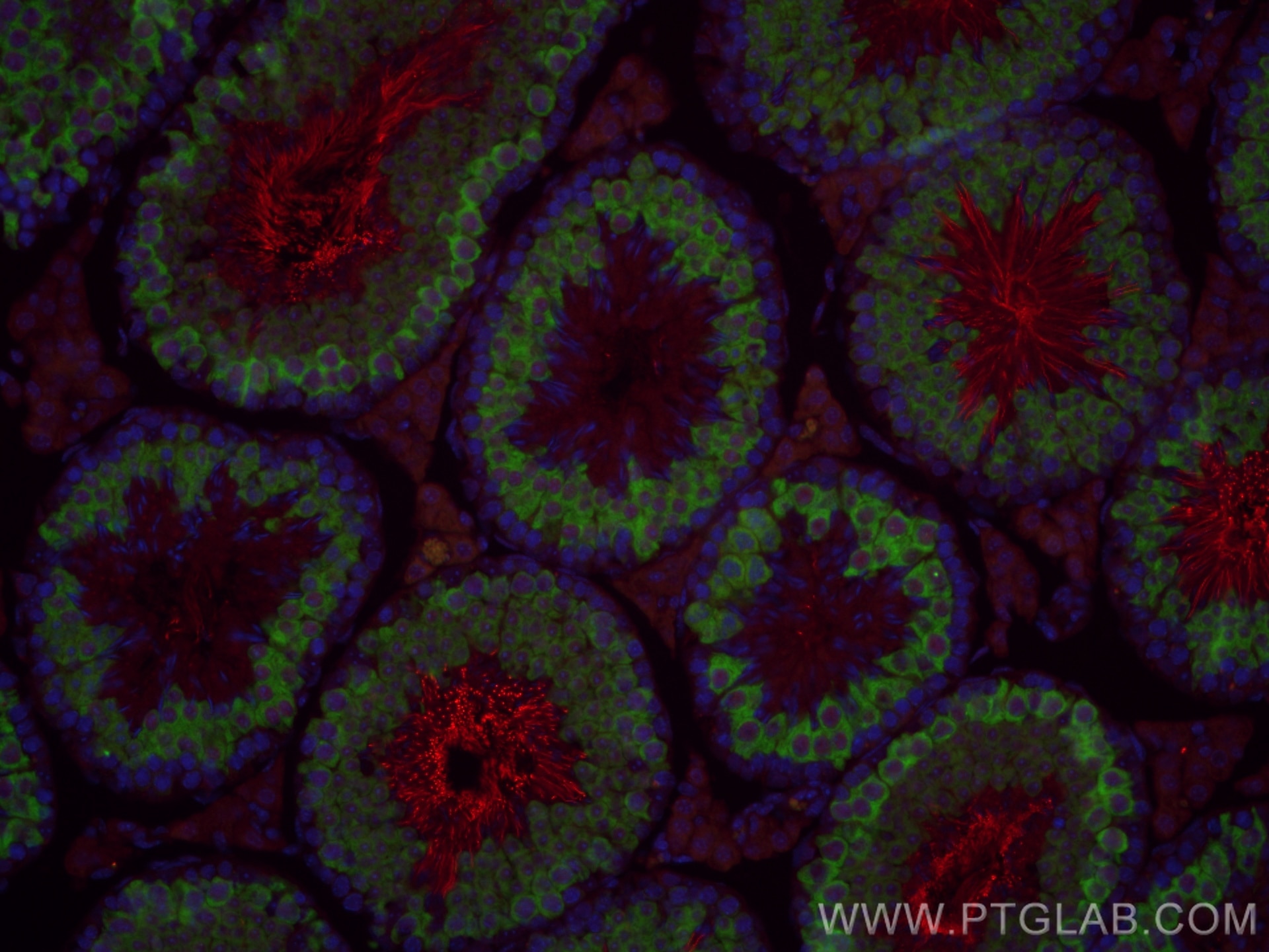 Immunofluorescence (IF) / fluorescent staining of mouse testis tissue using CoraLite®594-conjugated PRM1 Polyclonal antibody (CL594-15697)