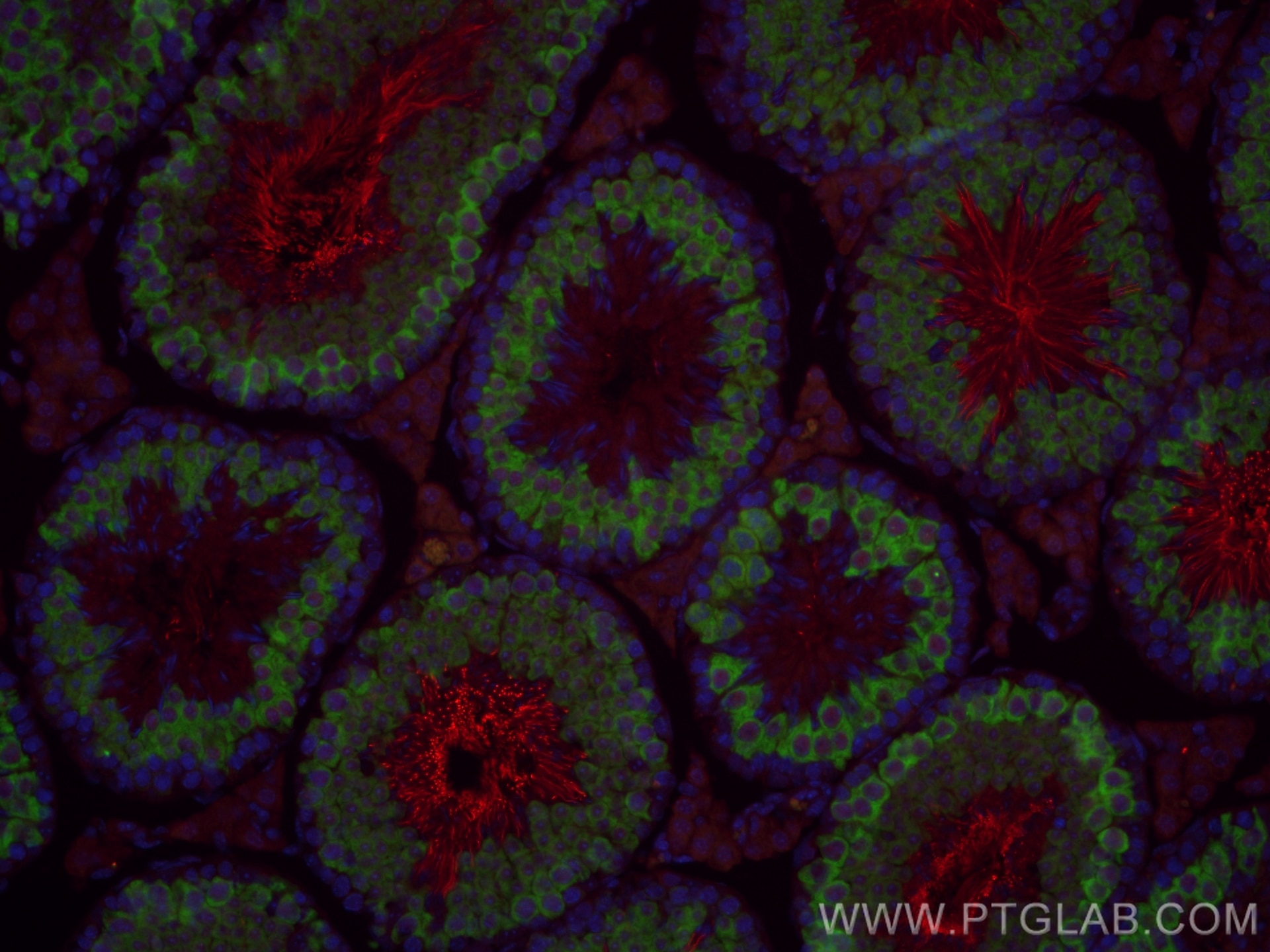 Immunofluorescence (IF) / fluorescent staining of mouse testis tissue using CoraLite®594-conjugated PRM1 Polyclonal antibody (CL594-15697)