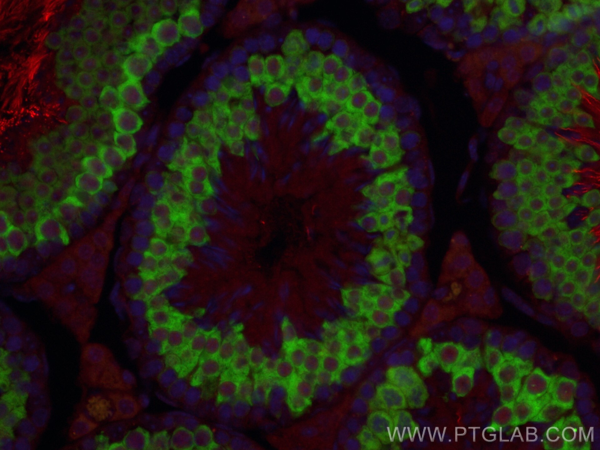 Immunofluorescence (IF) / fluorescent staining of mouse testis tissue using CoraLite®594-conjugated PRM1 Polyclonal antibody (CL594-15697)