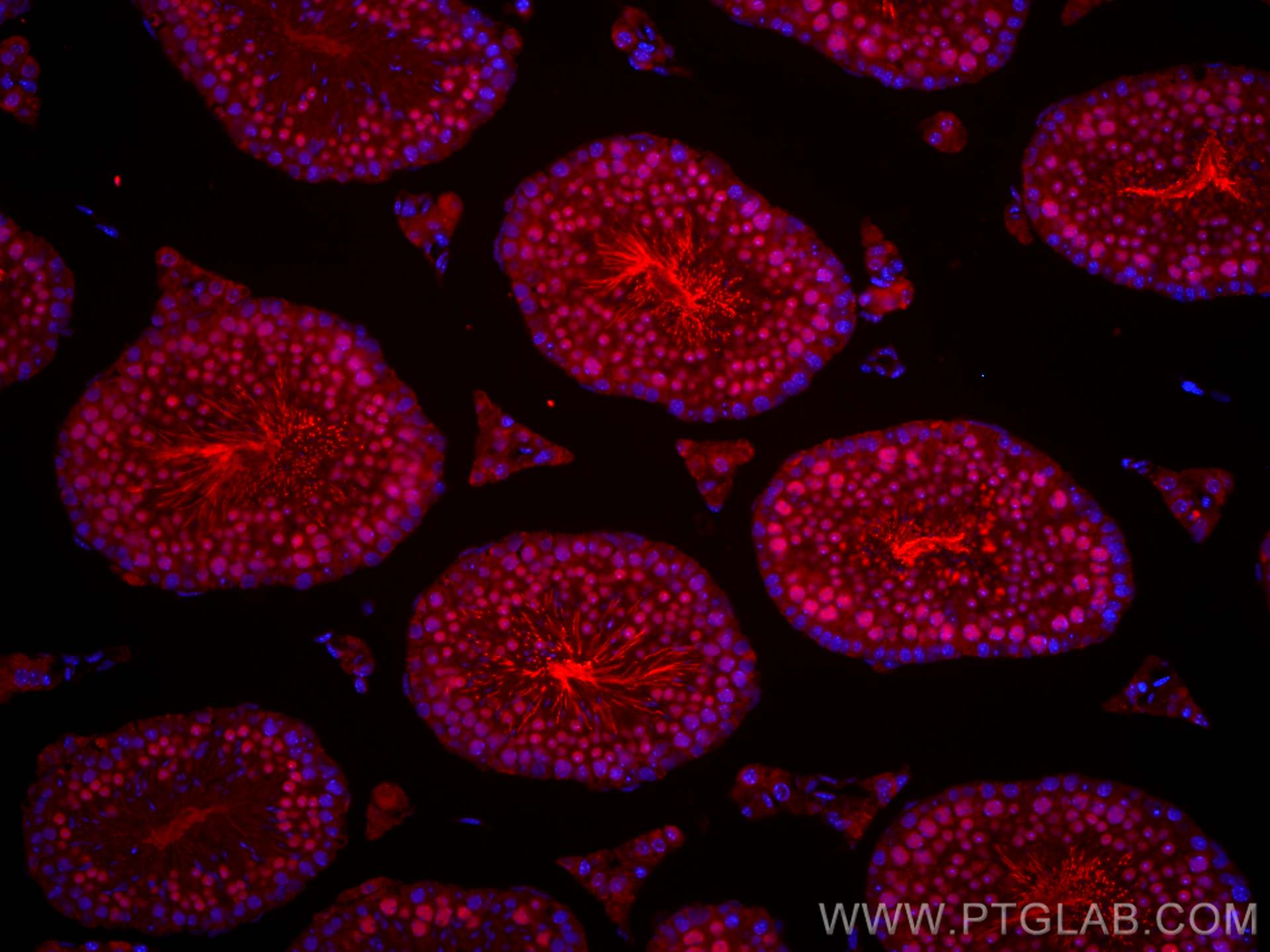 Immunofluorescence (IF) / fluorescent staining of mouse testis tissue using CoraLite®594-conjugated PRM1 Polyclonal antibody (CL594-15697)