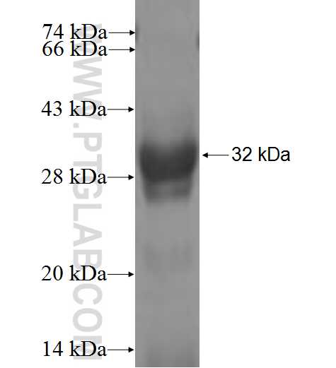 PRM1 fusion protein Ag8323 SDS-PAGE