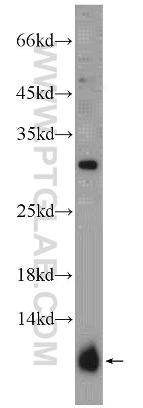 Western Blot (WB) analysis of human testis tissue using PRM2 Polyclonal antibody (14500-1-AP)