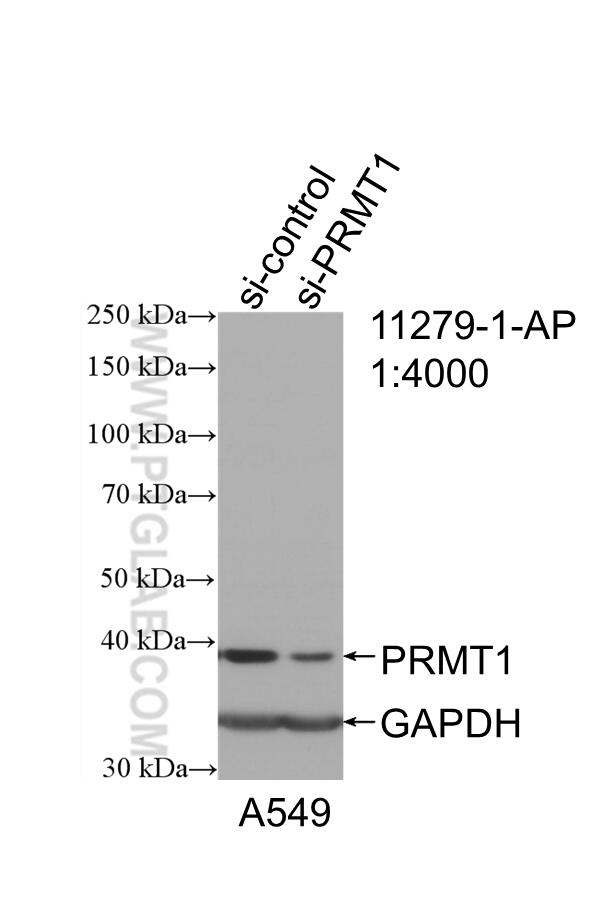 Western Blot (WB) analysis of A549 cells using PRMT1 Polyclonal antibody (11279-1-AP)