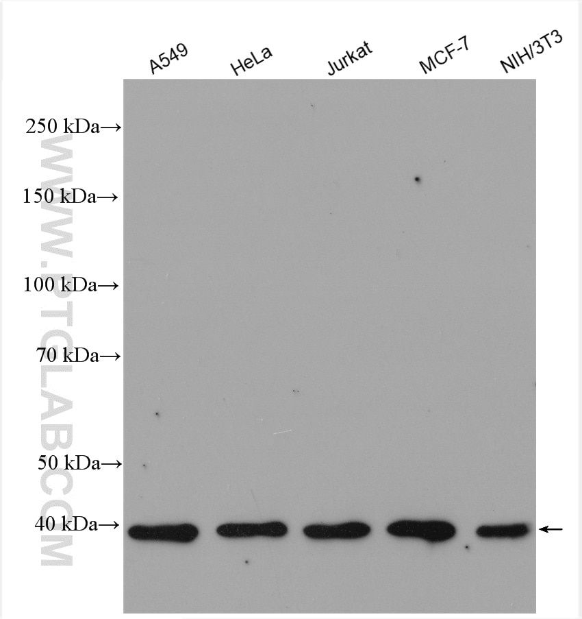 Western Blot (WB) analysis of various lysates using PRMT1 Polyclonal antibody (11279-1-AP)