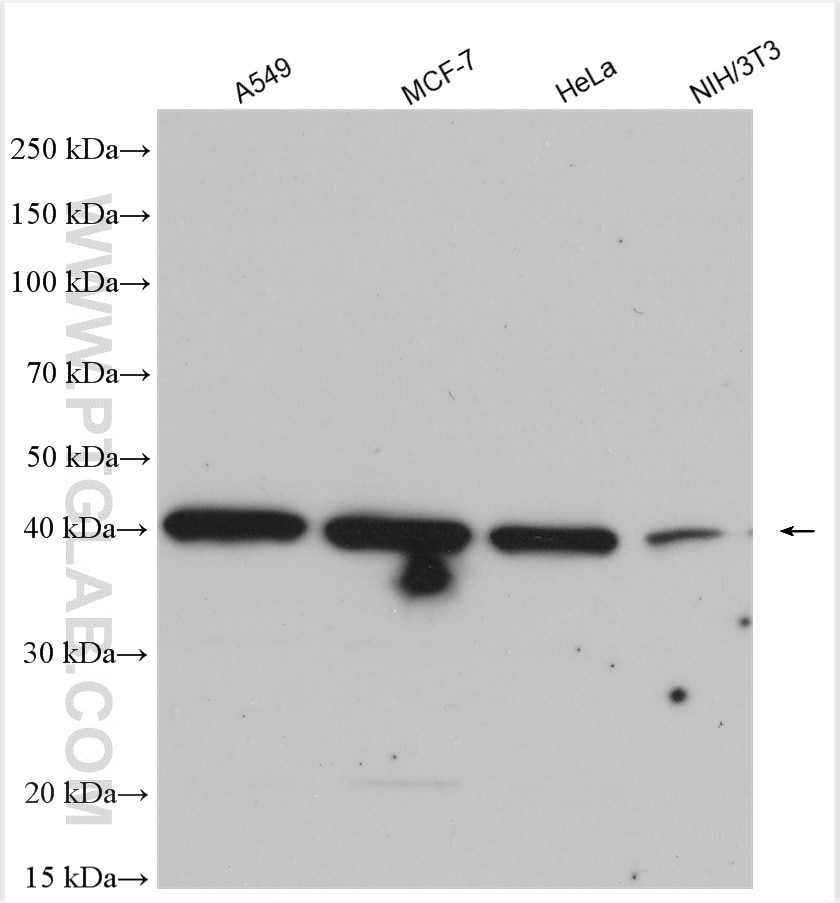 Western Blot (WB) analysis of various lysates using PRMT1 Polyclonal antibody (11279-1-AP)