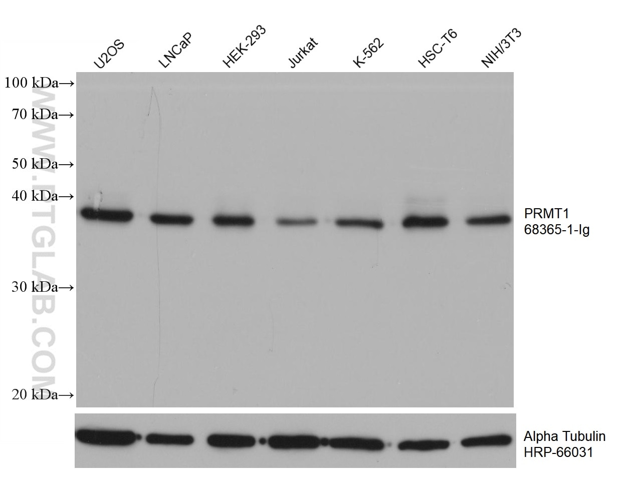 Western Blot (WB) analysis of various lysates using PRMT1 Monoclonal antibody (68365-1-Ig)