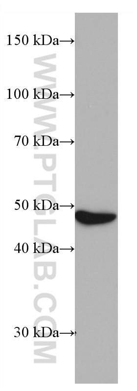 Western Blot (WB) analysis of HeLa cells using PRMT2 Monoclonal antibody (66885-1-Ig)