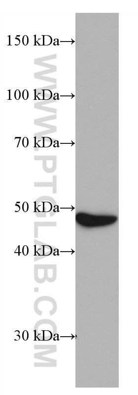 WB analysis of HeLa using 66885-1-Ig