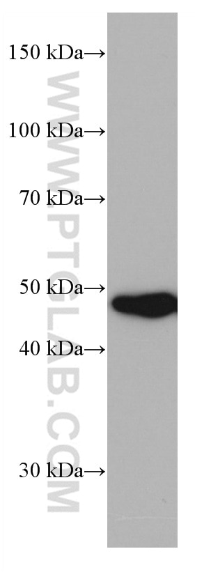 Western Blot (WB) analysis of SKOV-3 cells using PRMT2 Monoclonal antibody (66885-1-Ig)