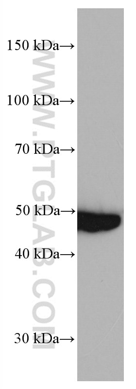 Western Blot (WB) analysis of 4T1 cells using PRMT2 Monoclonal antibody (66885-1-Ig)