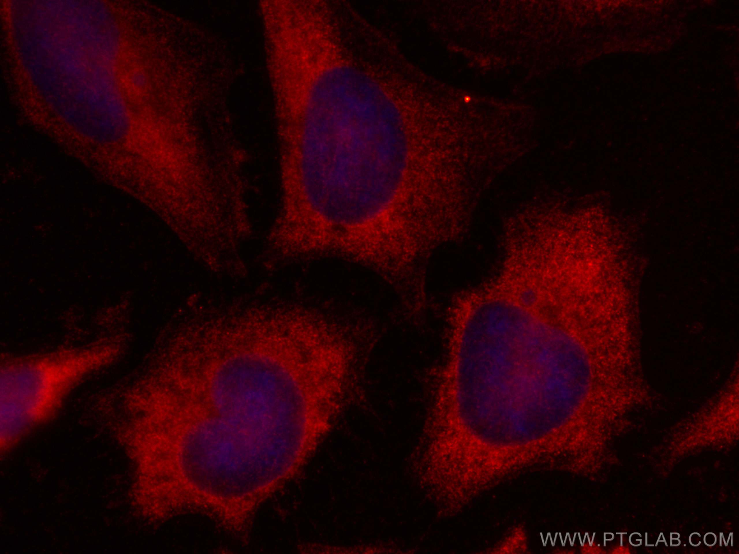 Immunofluorescence (IF) / fluorescent staining of HeLa cells using CoraLite®594-conjugated PRMT2 Monoclonal antibody (CL594-66885)