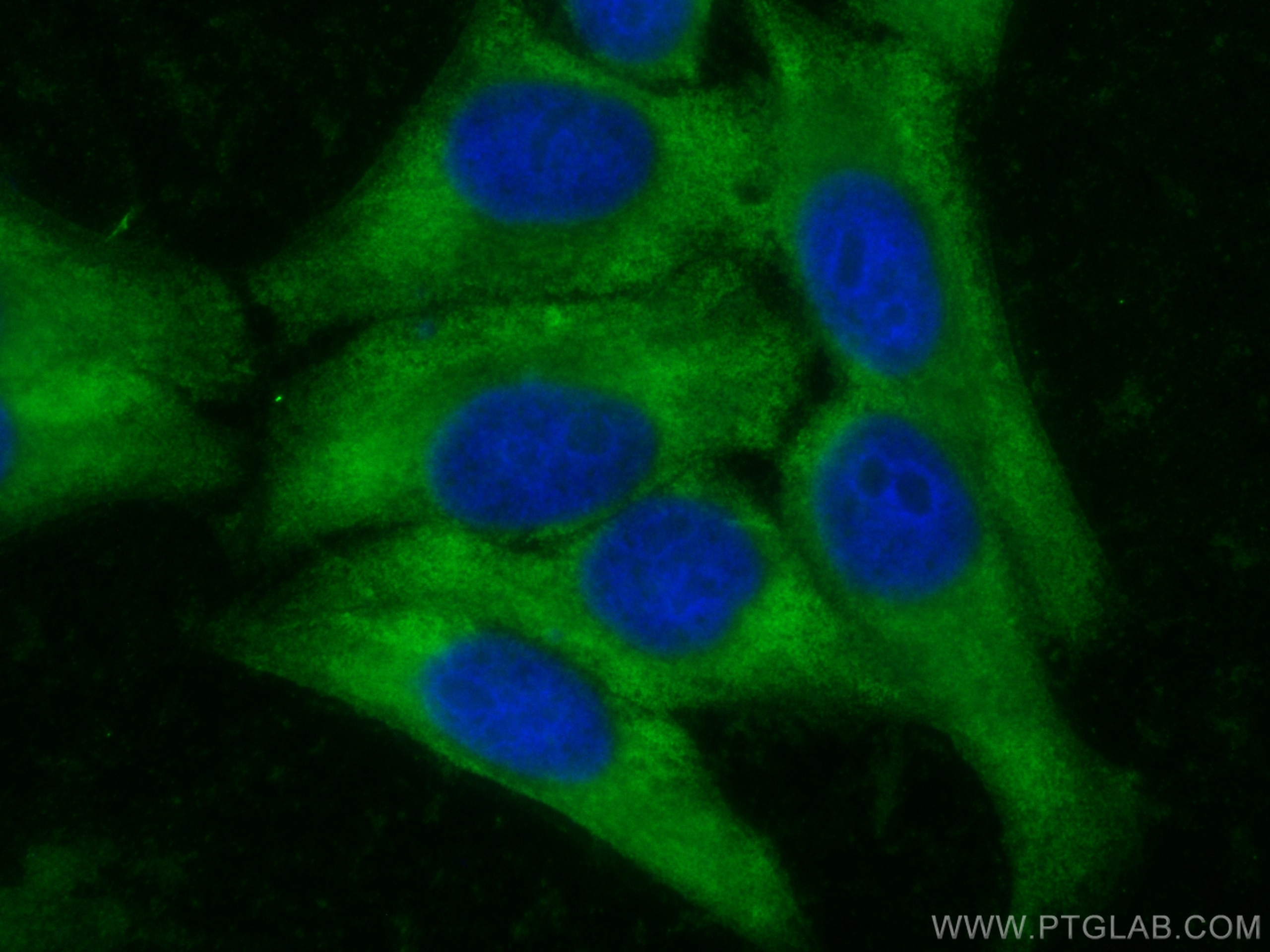 IF Staining of HepG2 using CL488-17628
