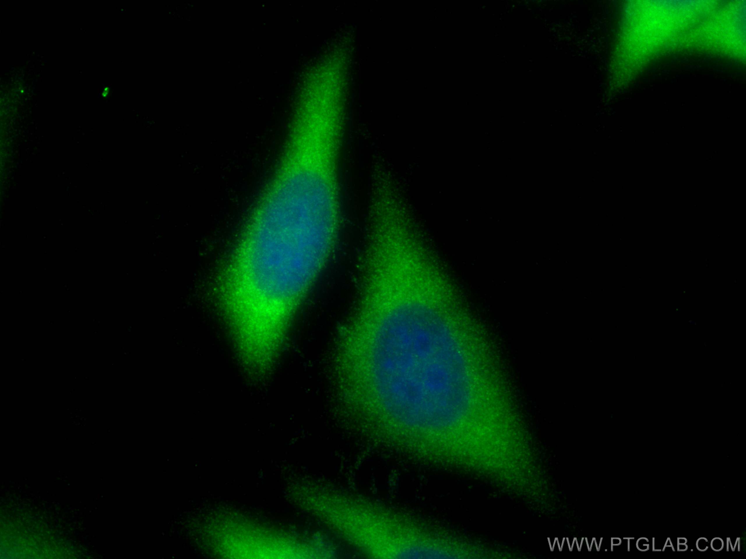 Immunofluorescence (IF) / fluorescent staining of HepG2 cells using PRMT5 Polyclonal antibody (18436-1-AP)