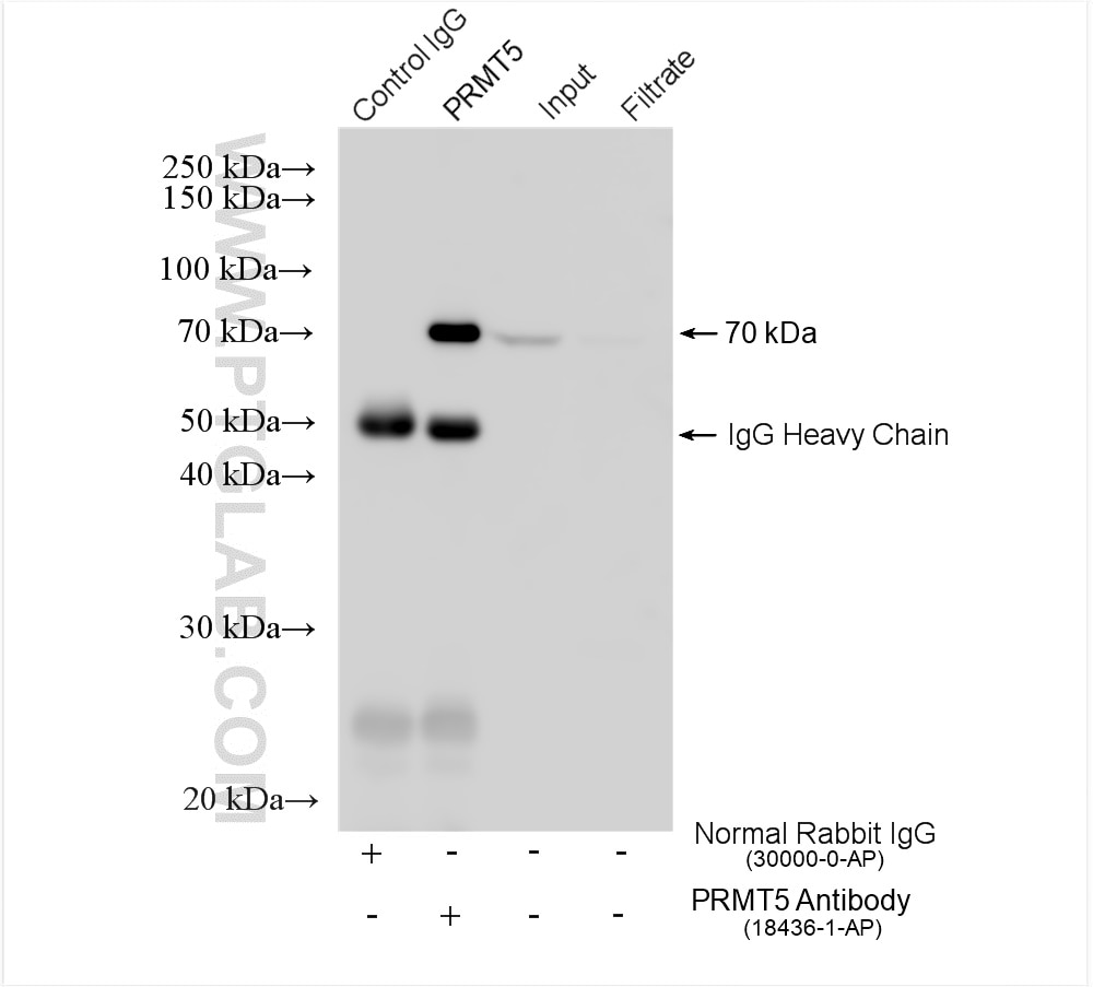 Immunoprecipitation (IP) experiment of mouse brain tissue using PRMT5 Polyclonal antibody (18436-1-AP)