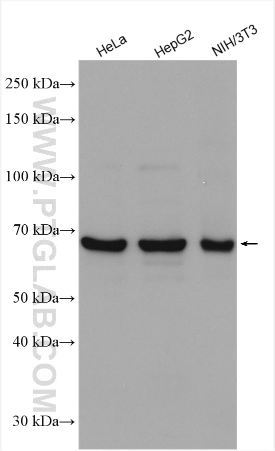 Western Blot (WB) analysis of various lysates using PRMT5 Polyclonal antibody (18436-1-AP)
