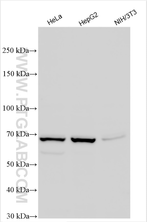 Western Blot (WB) analysis of various lysates using PRMT5 Polyclonal antibody (18436-1-AP)