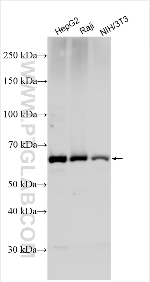 Western Blot (WB) analysis of various lysates using PRMT5 Polyclonal antibody (18436-1-AP)