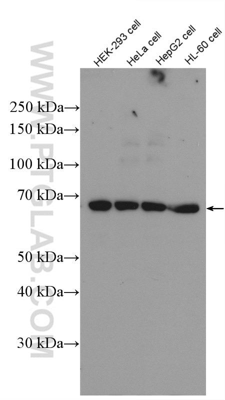 Western Blot (WB) analysis of various lysates using PRMT5 Polyclonal antibody (27109-1-AP)